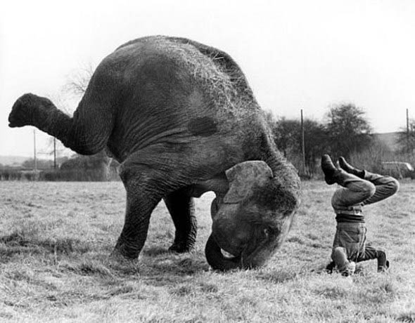 Animals Doing Yoga