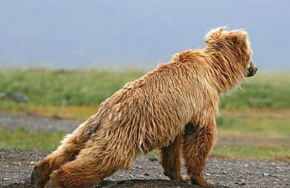 Animals Doing Yoga