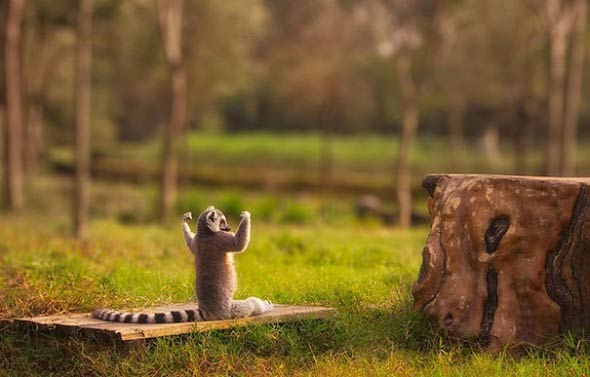 Animals Doing Yoga