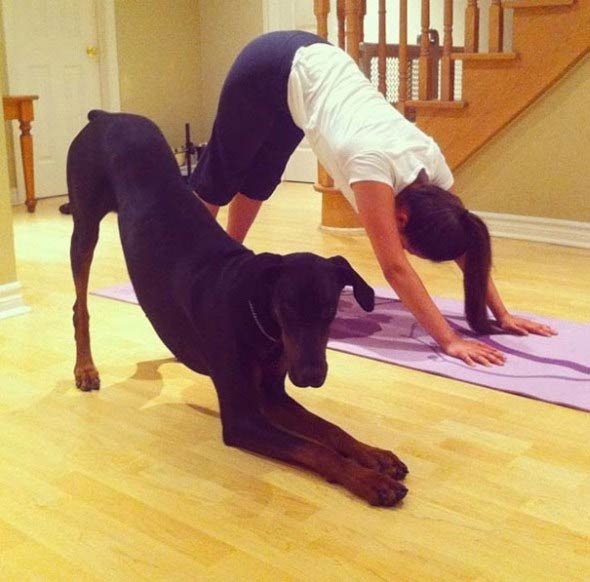 Animals Doing Yoga