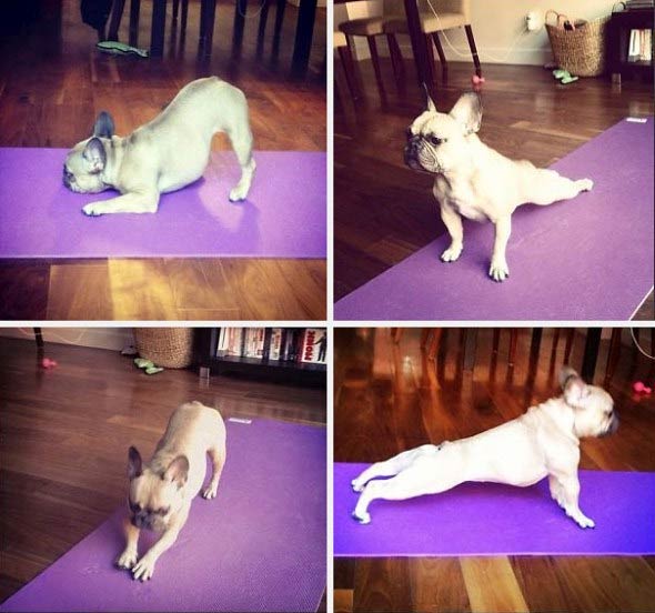 Animals Doing Yoga