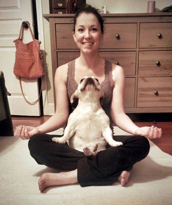 Animals Doing Yoga