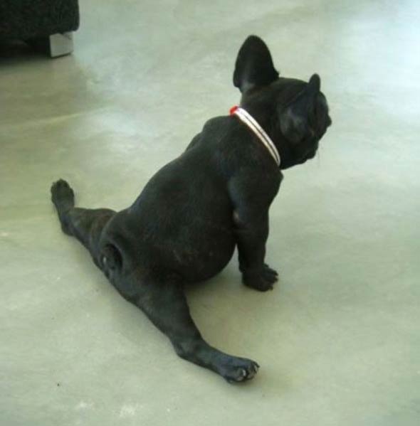 Animals Doing Yoga