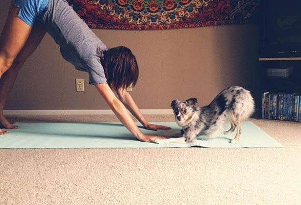 Animals Doing Yoga