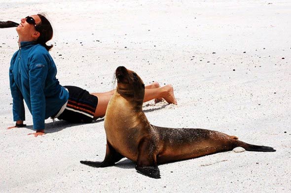 Animals Doing Yoga