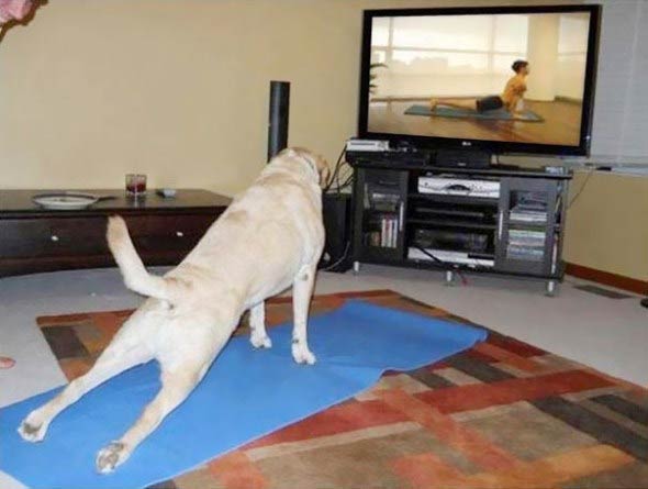Animals Doing Yoga