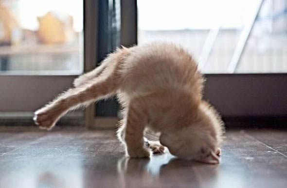 Animals Doing Yoga