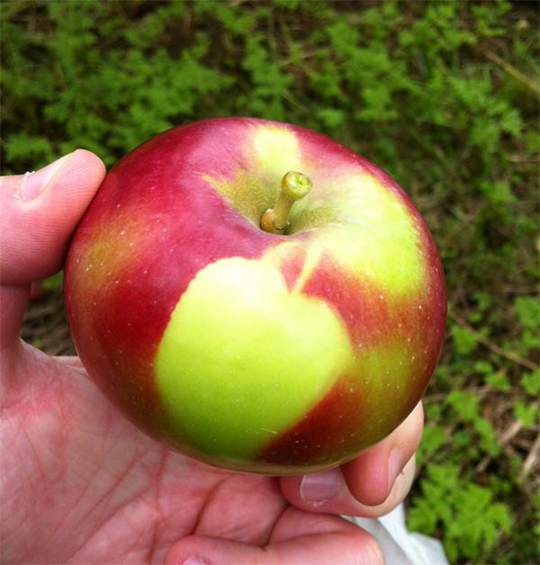 Apple Shape Found On Apple