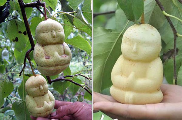 Baby Buddha-Shaped Pears