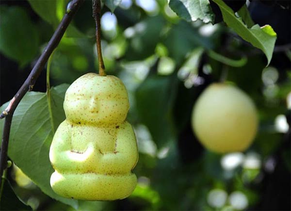 Baby Buddha-Shaped Pears