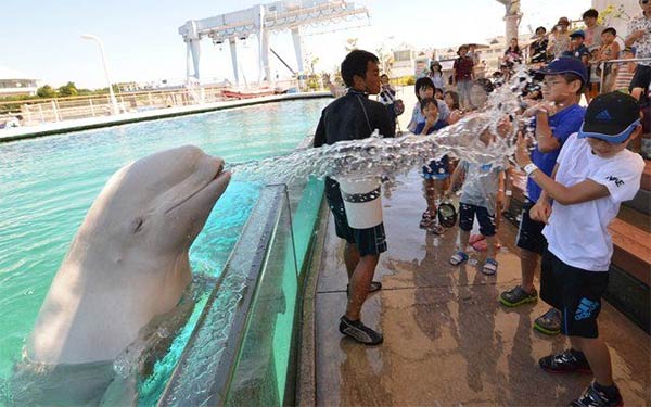 Beluga Whale Sprays Water onto Spectators