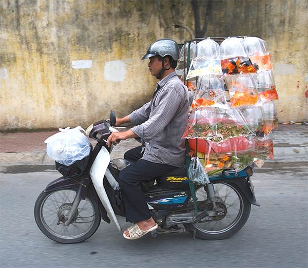 Vietnam's Motorbikes Carry Mind-Boggling Loads of Stuff