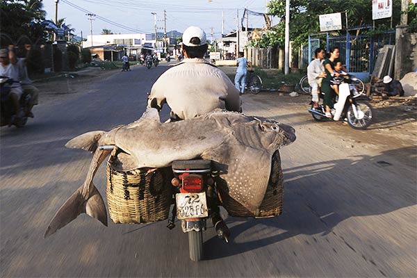 Vietnam's Motorbikes Carry Mind-Boggling Loads of Stuff