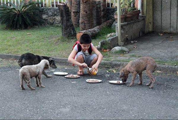 boy feeds starving stray dogs in his spare time