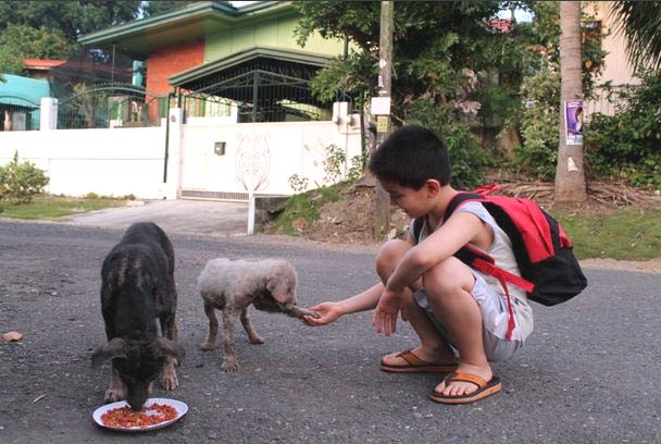 boy feeds starving stray dogs in his spare time