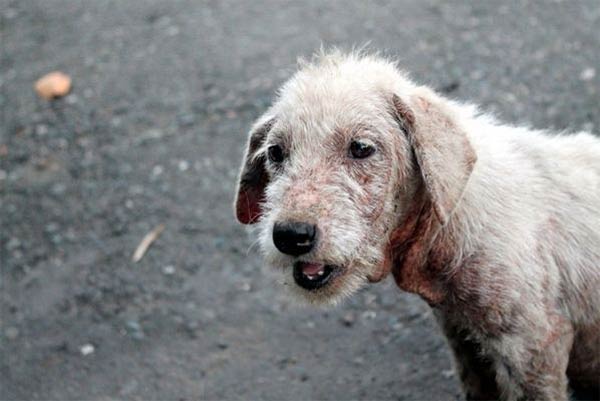 boy feeds starving stray dogs in his spare time