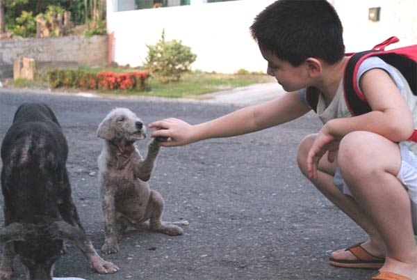 boy feeds starving stray dogs in his spare time