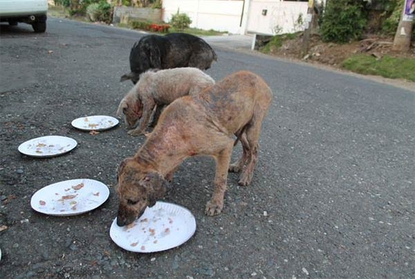 boy feeds starving stray dogs in his spare time