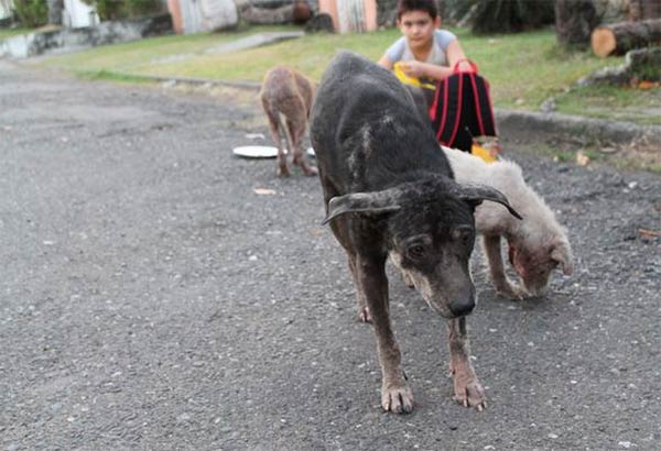 boy feeds starving stray dogs in his spare time