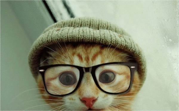Adorable Cats Wearing Hipster Glasses