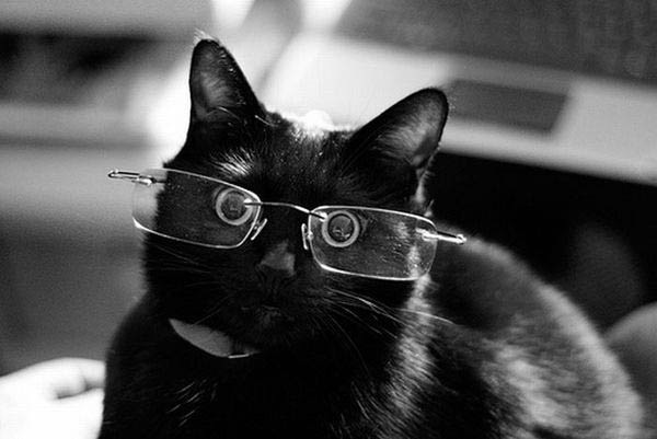 Cats wearing glasses