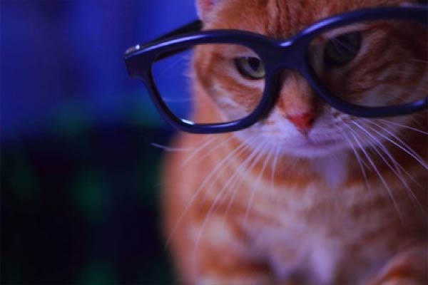 Hipster nerd glasses tamed by cats