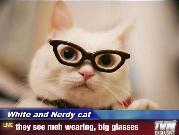 Cats wearing glasses