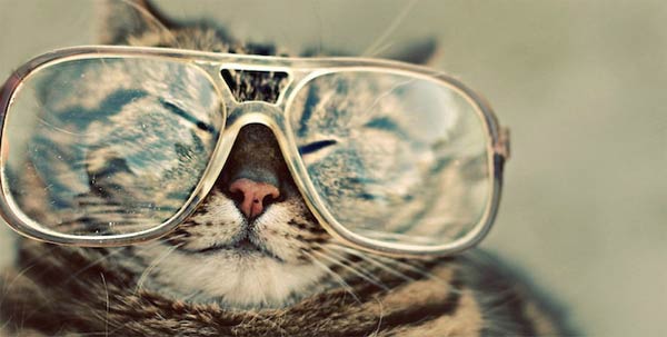 Cats wearing glasses