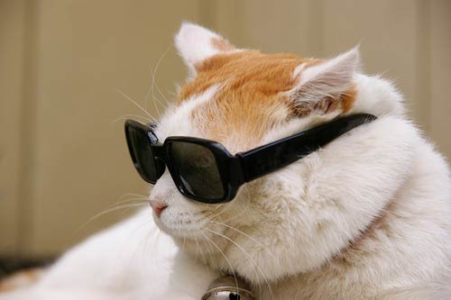 Cats wearing glasses