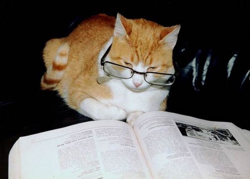 Cats wearing glasses