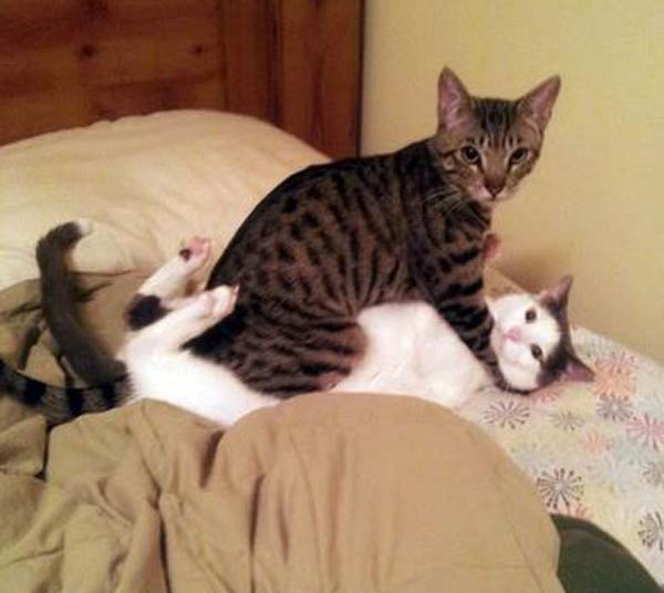Cats Caught In The Act