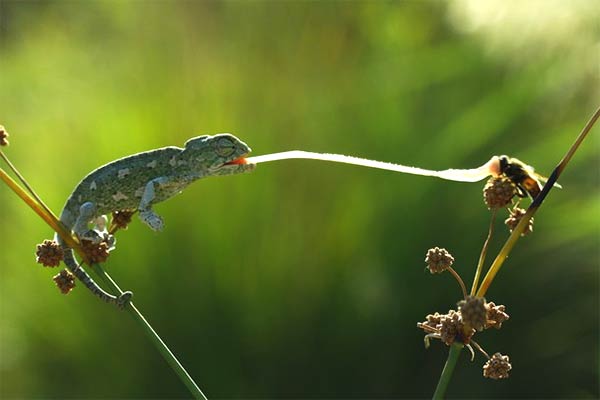 Baby Chameleon Out For Hunting