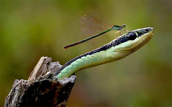 Damselfly Landed on Snake's Head