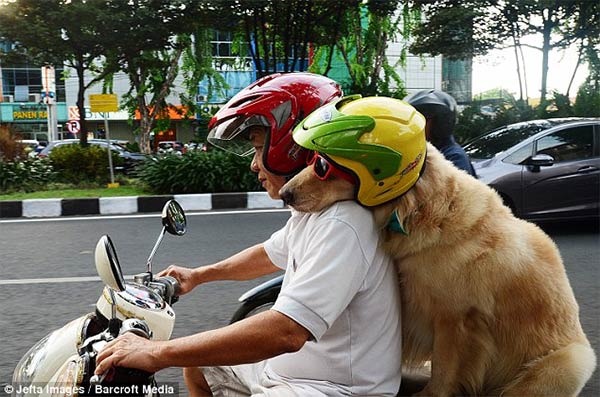 Pet Dogs Ride Motorcycle with Owner in Indonesia