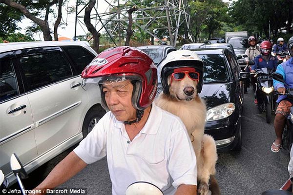 Pet Dogs Ride Motorcycle with Owner in Indonesia