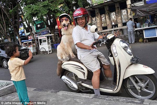 Pet Dogs Ride Motorcycle with Owner in Indonesia