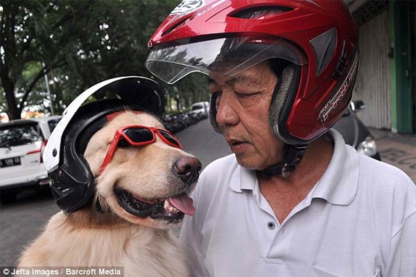 Pet Dogs Ride Motorcycle with Owner in Indonesia