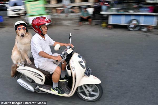 Pet Dogs Ride Motorcycle with Owner in Indonesia