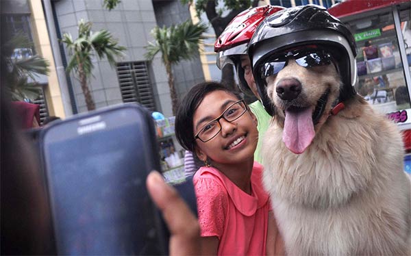 Pet Dogs Ride Motorcycle with Owner in Indonesia