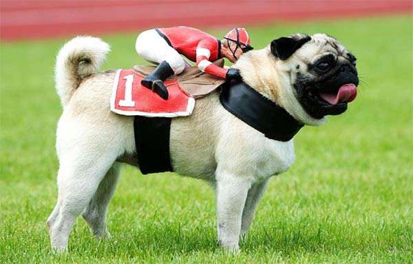 Pug Dog Wears A Rider Figure