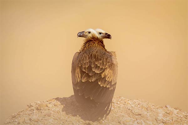 Double Head Vulture