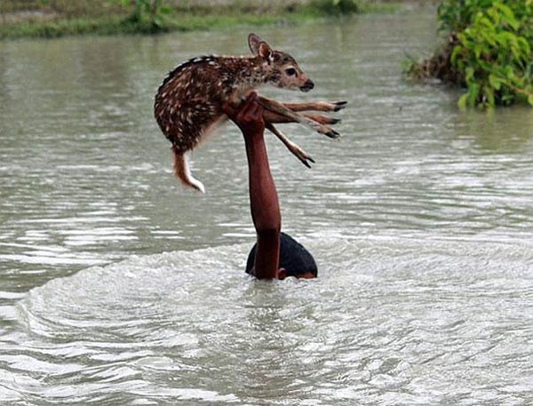 Brave Boy Risks His Life To Save A Drowning Baby Deer