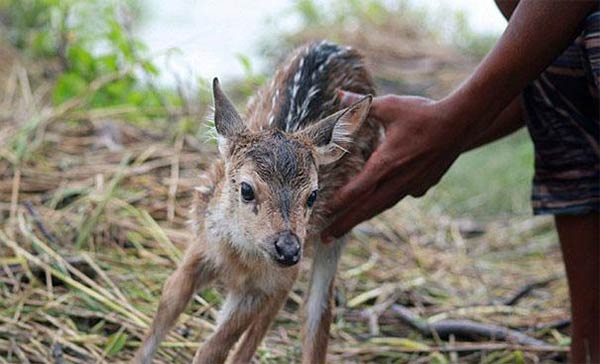 Bangladesh Deer Rescue