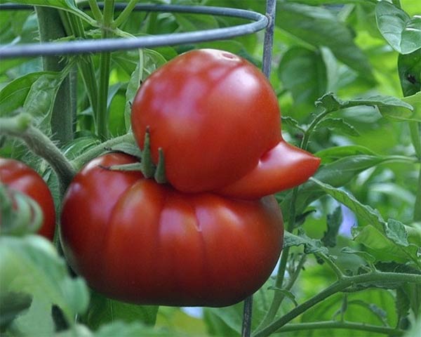Duck-Shaped Tomato