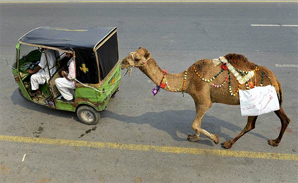 Eid-ul-Adha 2014 Photos