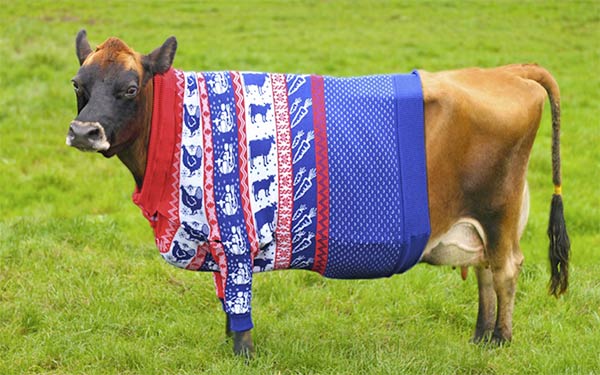 Fashion-Conscious Cow