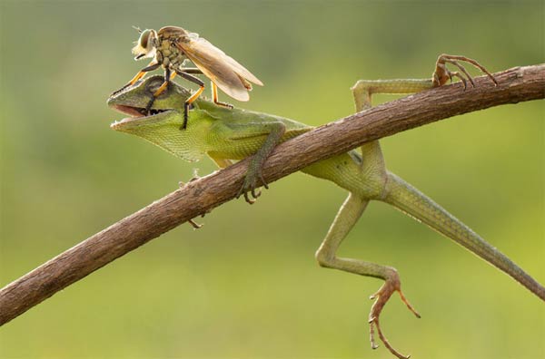 Mischievous Fly Climbing All Over A Peaceful Lizard