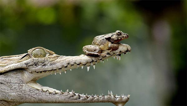 Frog Riding on Crocodile