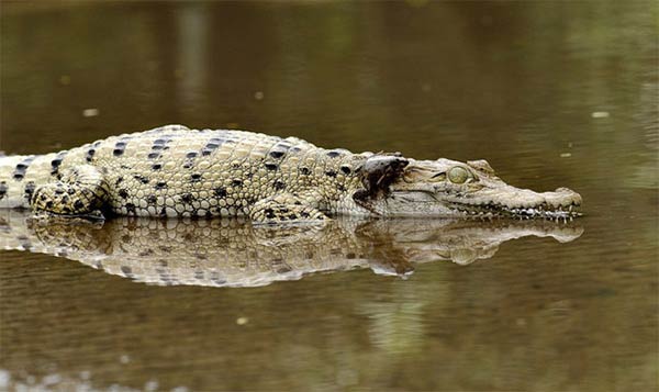 Frog Perched on The Crocodile