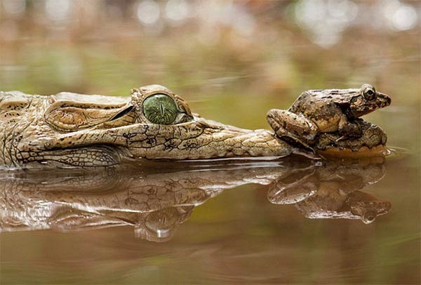 Brave Frog Riding on Crocodile